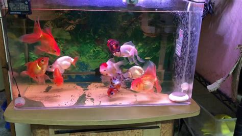 2尺缸可以養幾隻金魚|【2尺缸可以養幾隻魚】攻略大公開！2尺缸空間怎麼用，養魚數量。